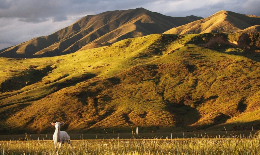 Mountain lamb