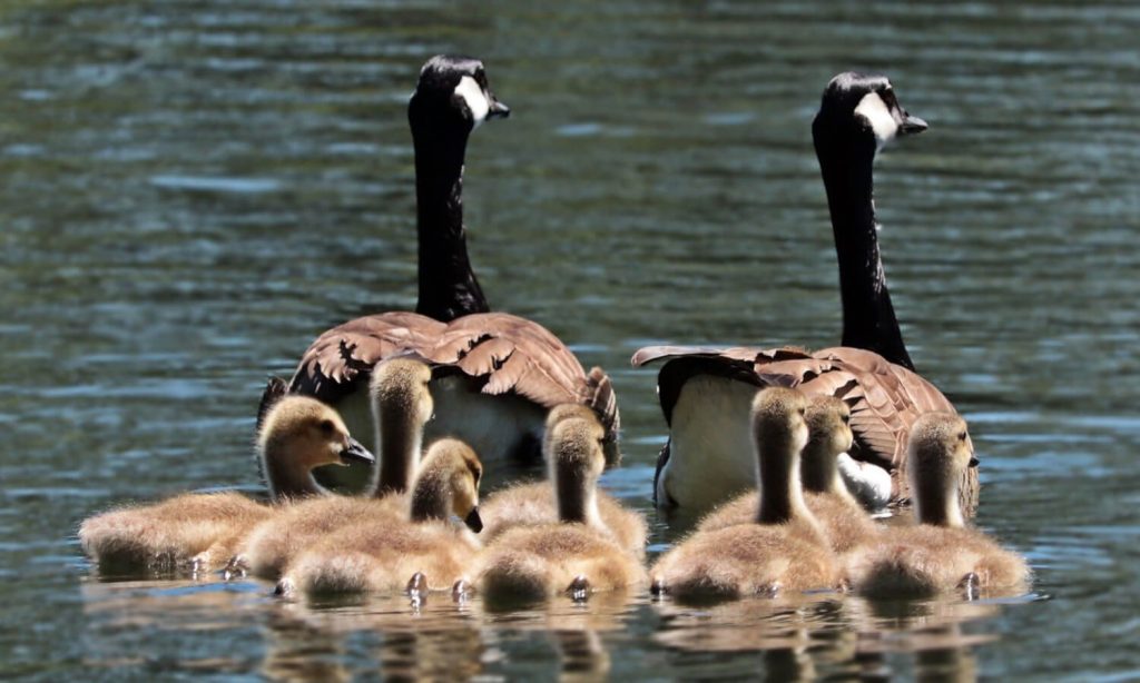 Category Family