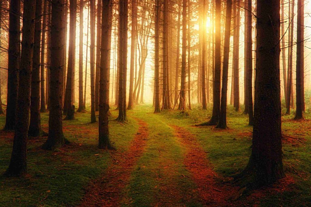 landscape-photography-of-forest