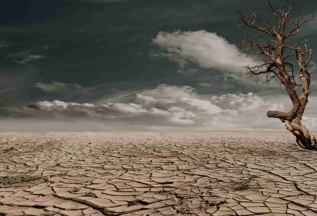 photo-of-brown-bare-tree-on-brown-surface-during-daytime-