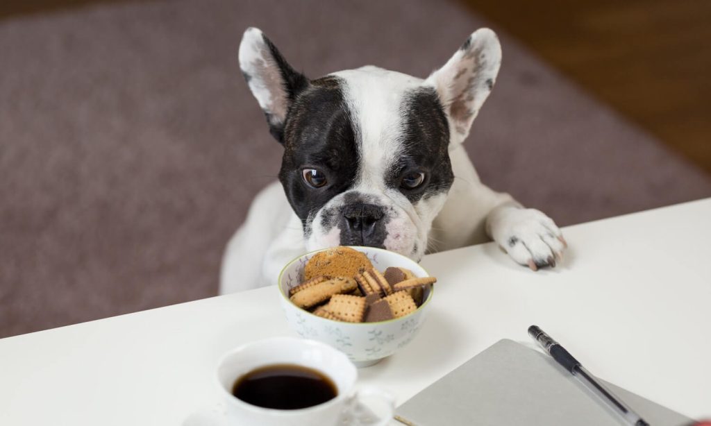 white-dog-with-black-spots-two-paws-on-table